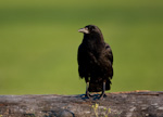 American Crow